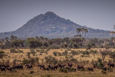 Meru National Park