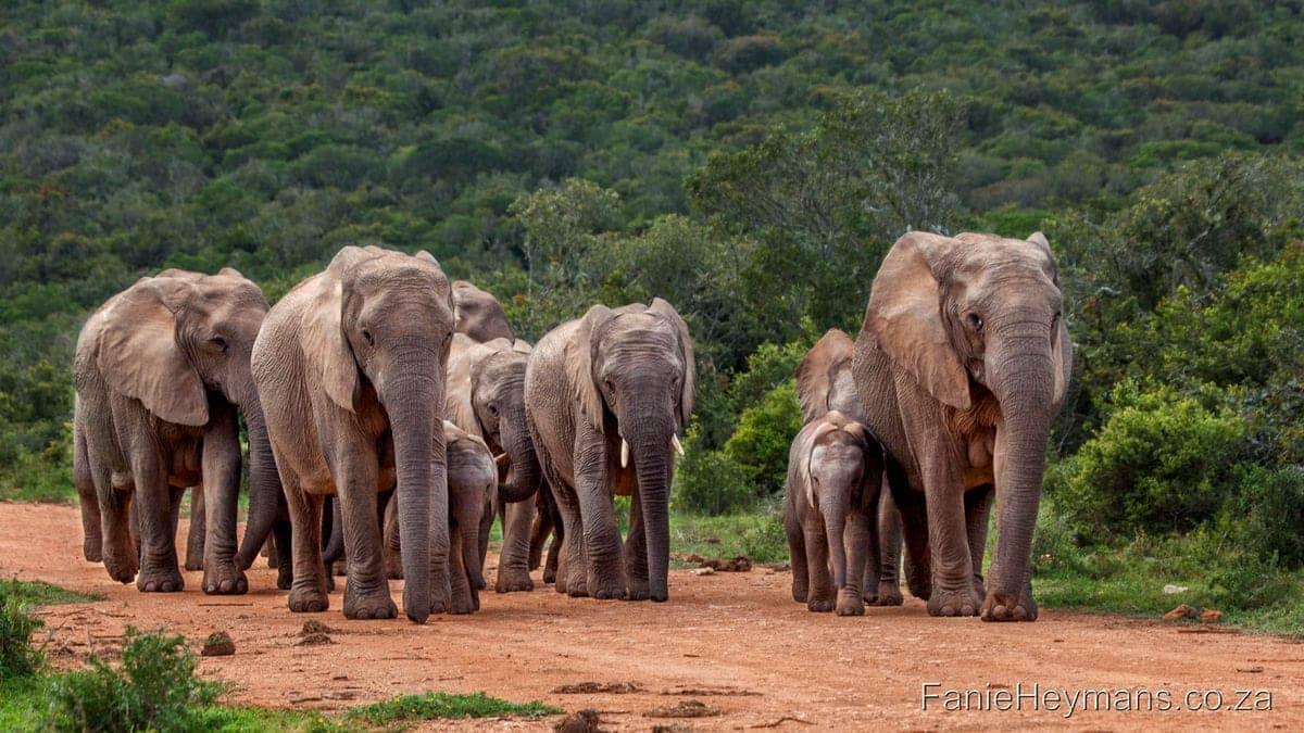 Hluhluwe-Imfolozi Park