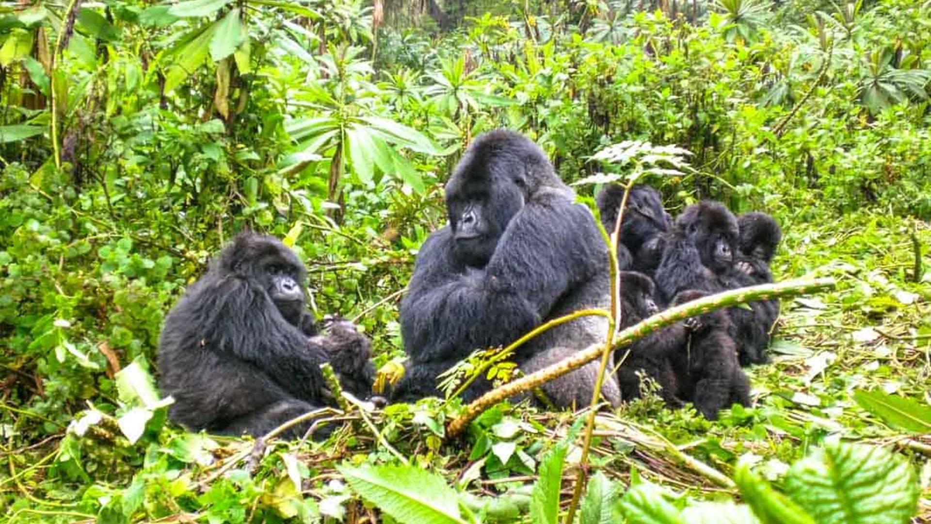 Bwindi Impenetrable National Park