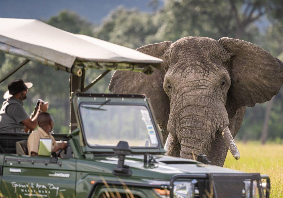 African wildlife on safari