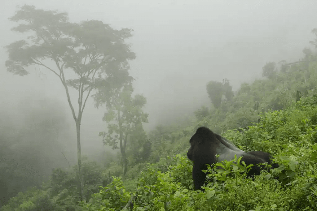 A silverback gorilla on a lush green hillside in thick mountain mist, Rwanda