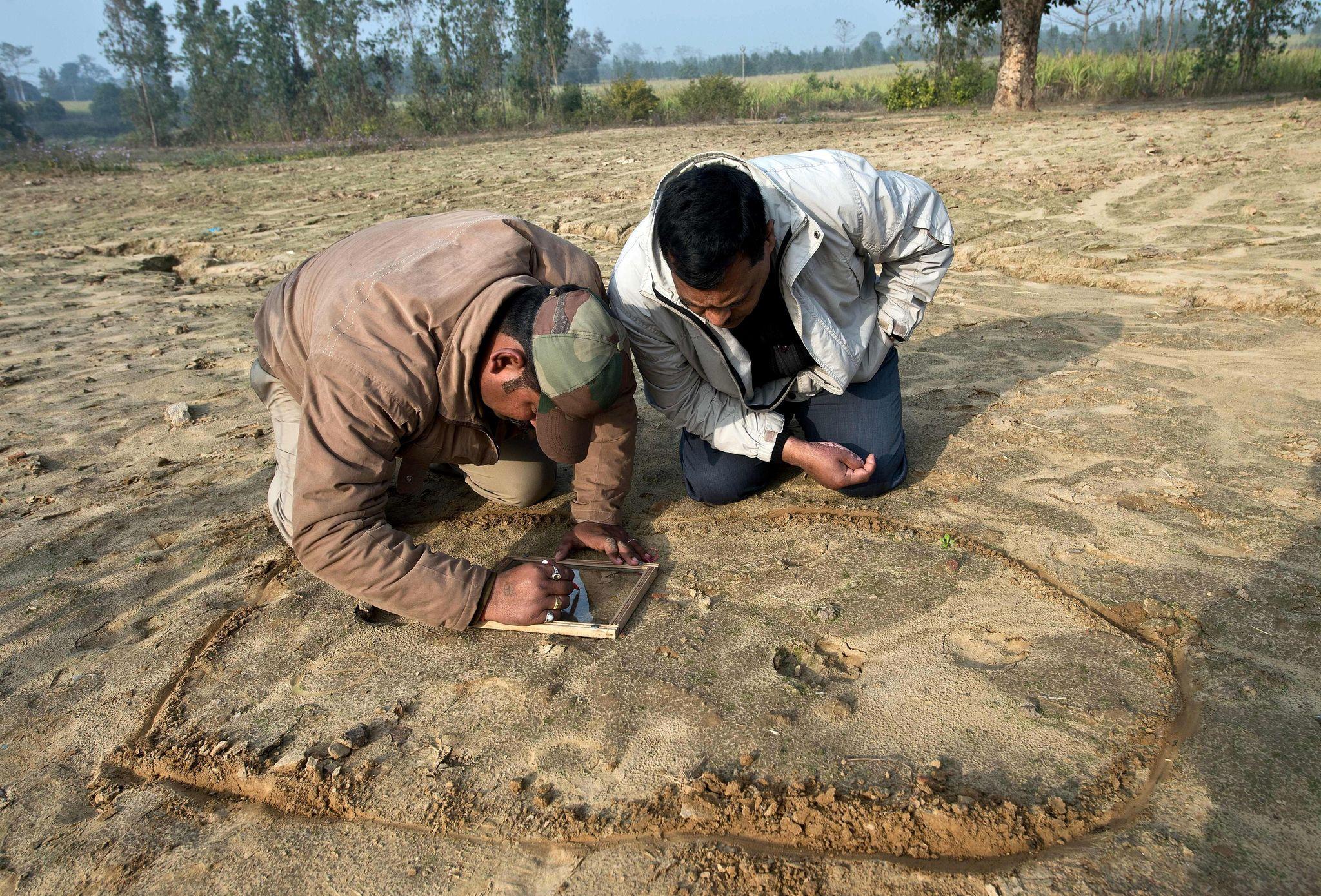 Rangers examining tiger footprints during wildlife tracking in India