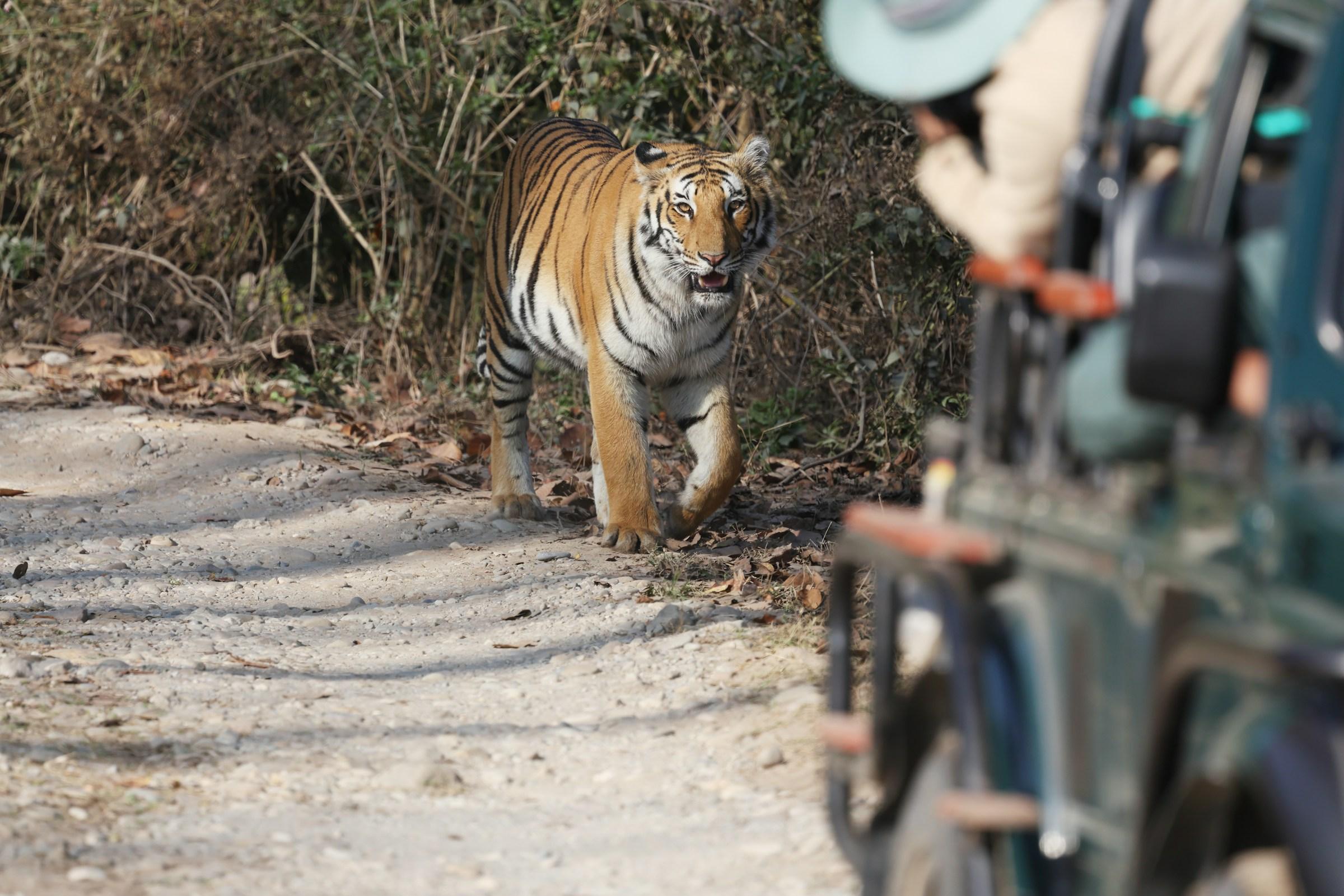 Tiger seen from a safari jeep in dry forest habitat in India