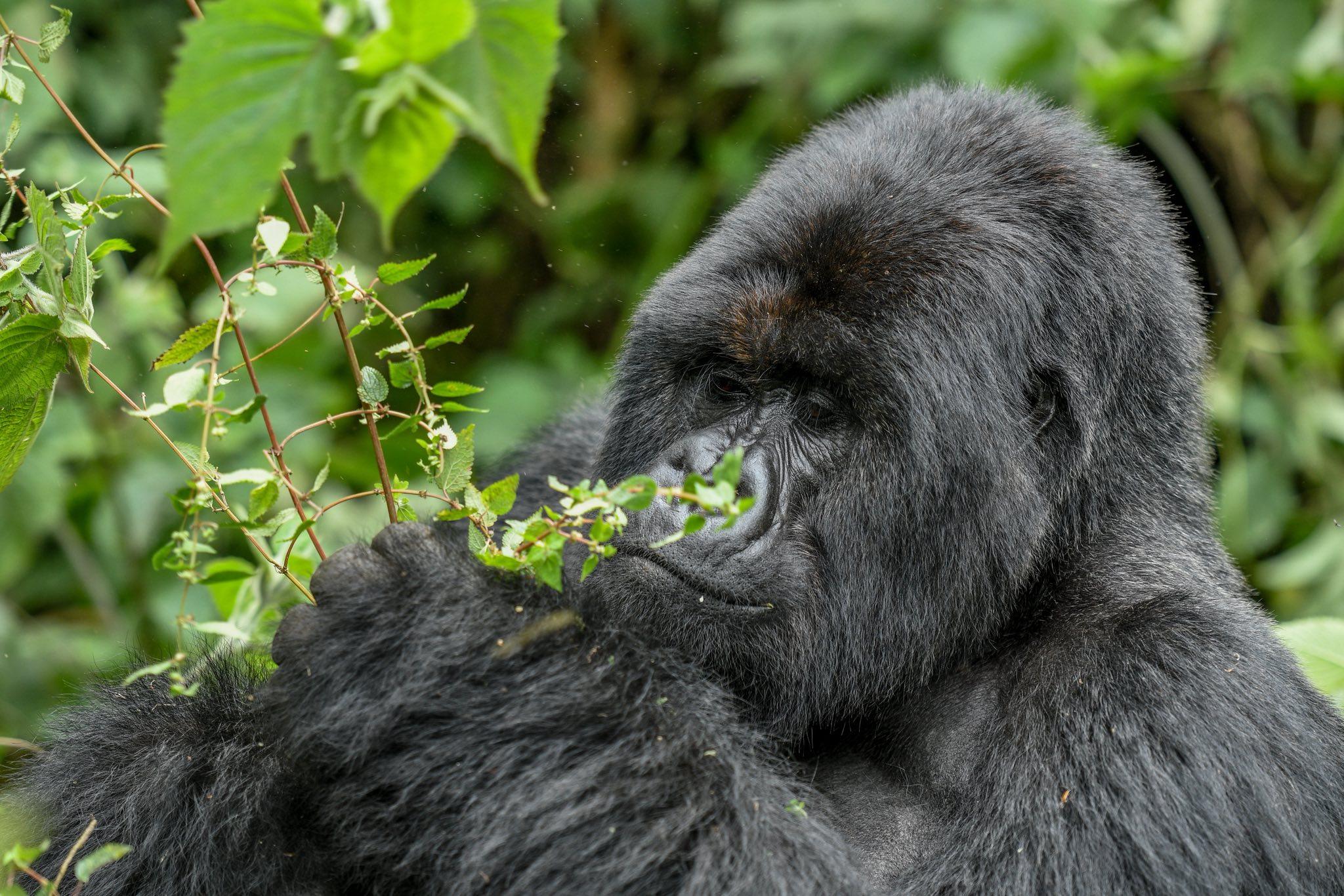 Mountain gorilla habitat in Rwanda — Volcanoes National Park region