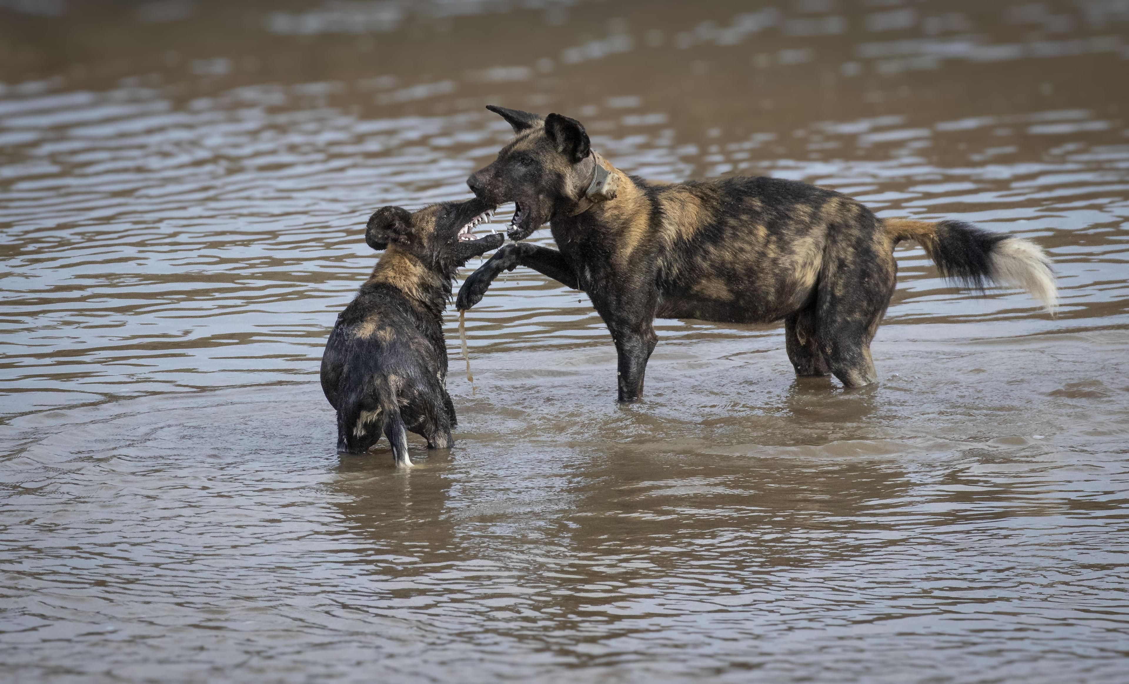 Two African wild dogs in shallow water, Laikipia, Kenya