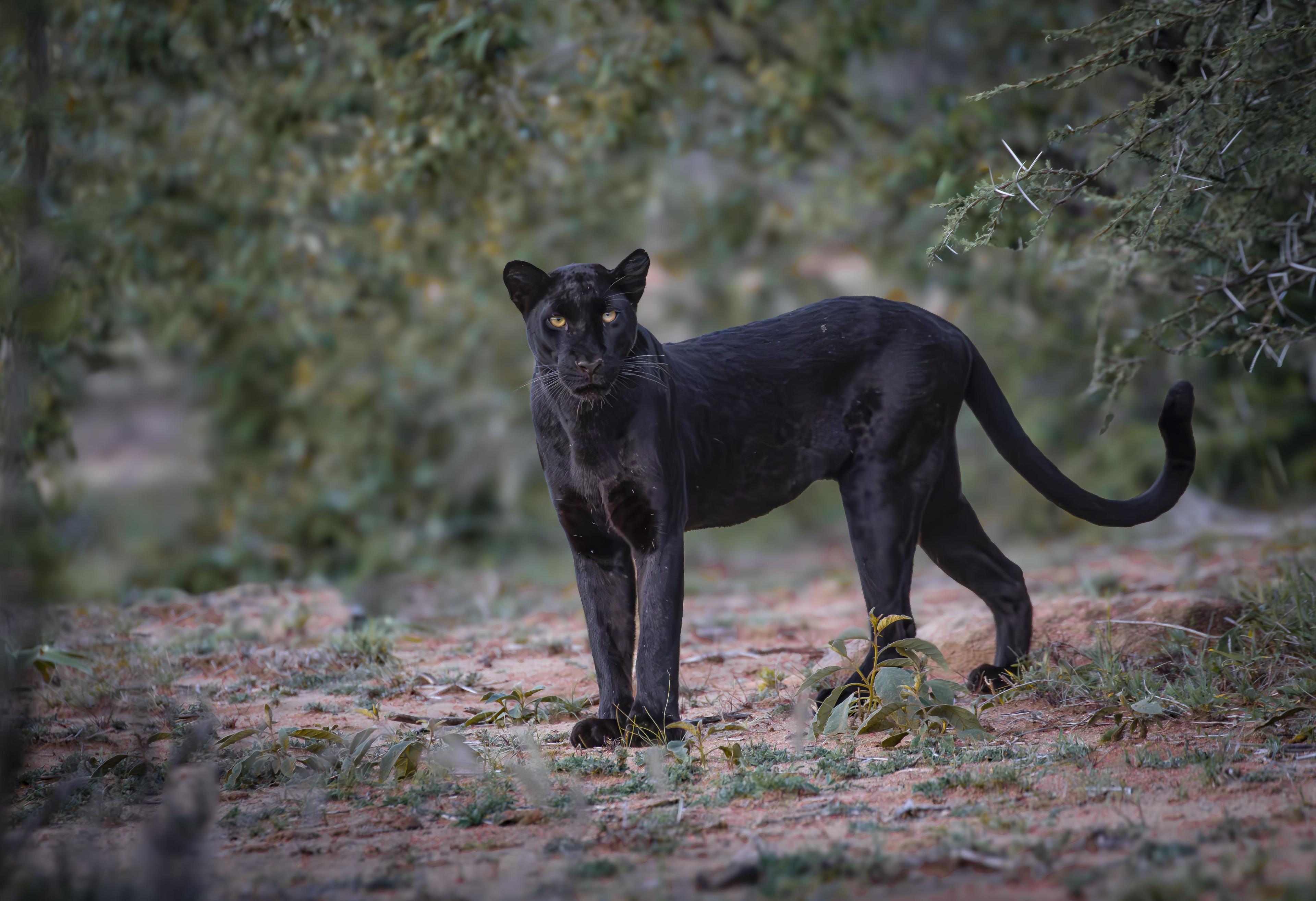 Black leopard safari in Kenya, cinematic Laikipia wildlife scene