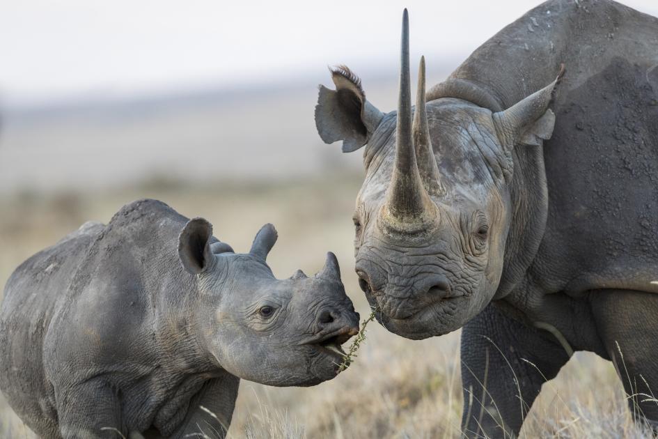 Black rhino with its calf in open grassland, Laikipia, Kenya