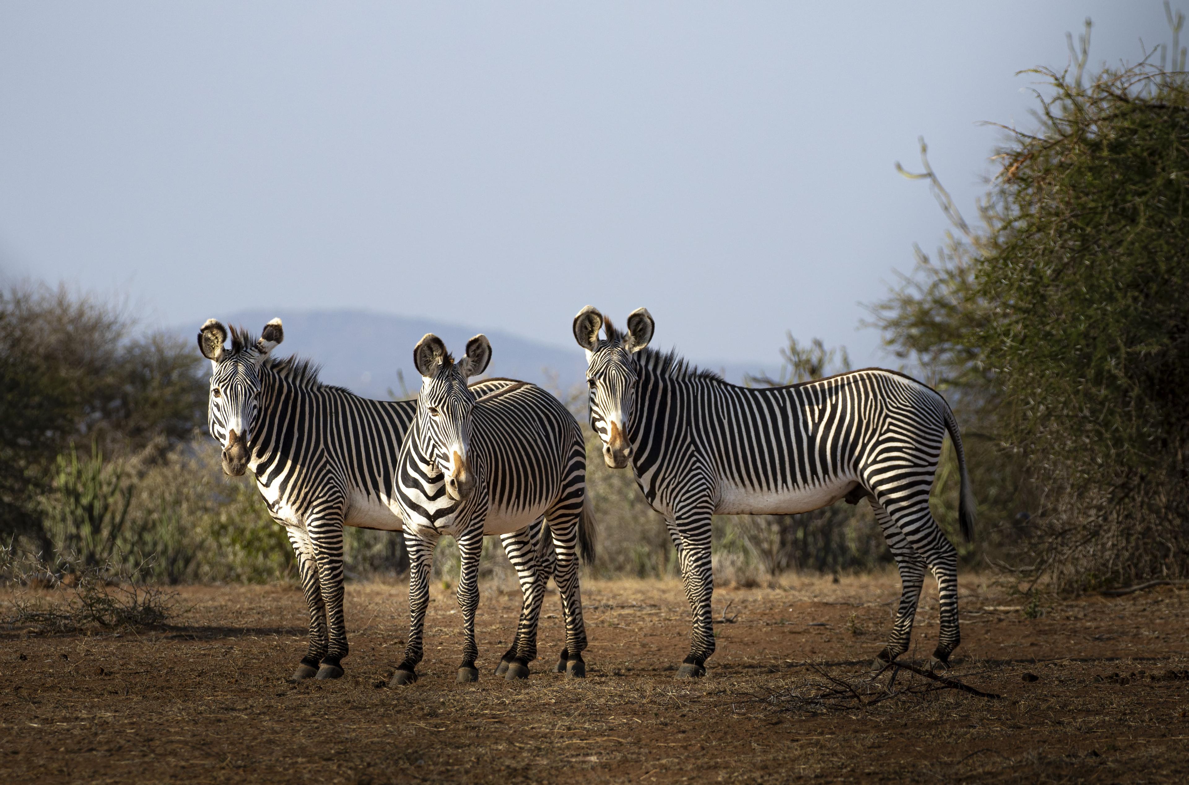 Three Grevy’s zebras standing on dry ground, Laikipia, Kenya