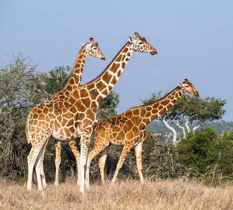 Three reticulated giraffes among acacia bush, Laikipia, Kenya
