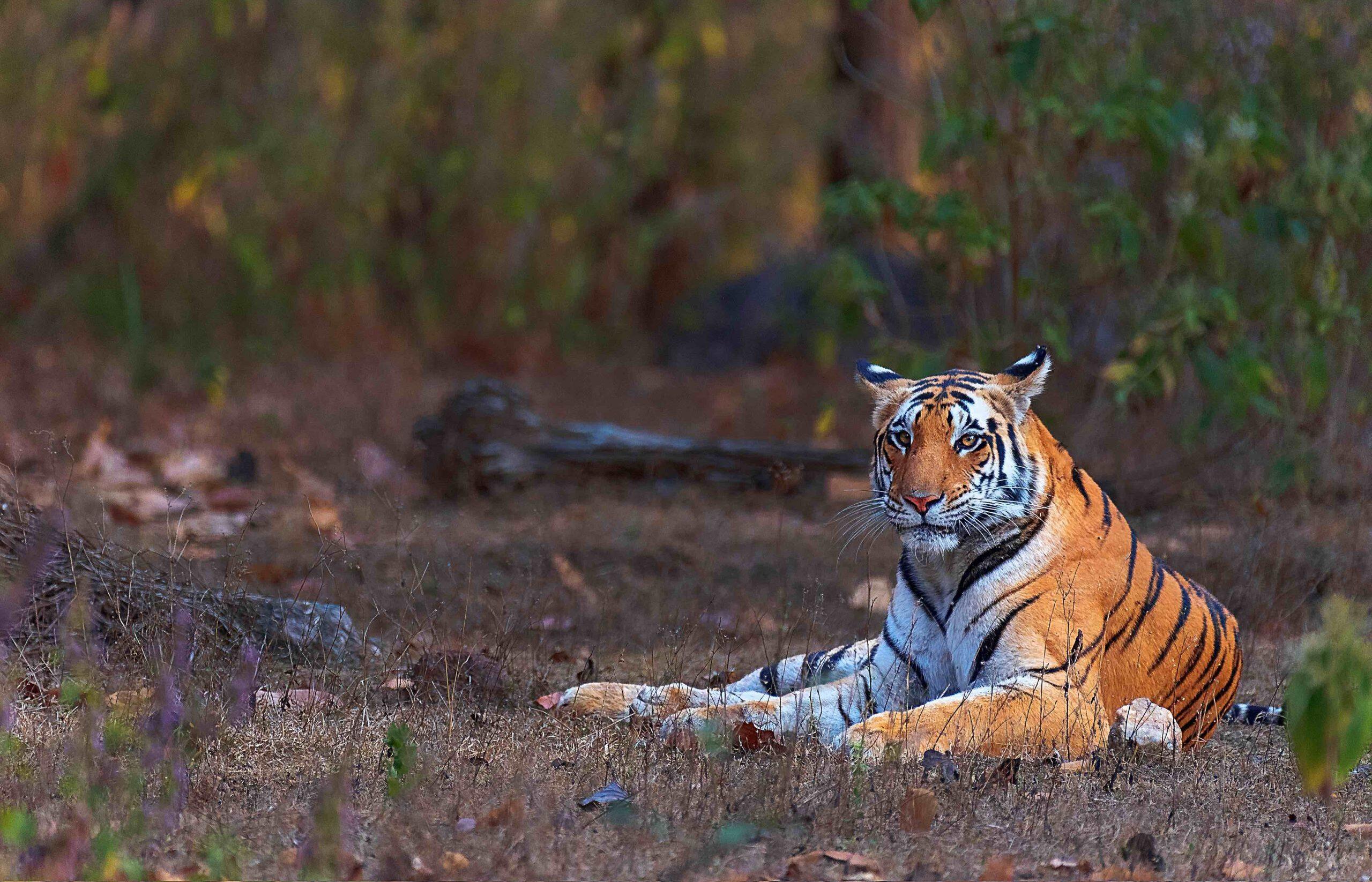 Tiger safari in India with a Bengal tiger in dry forest habitat