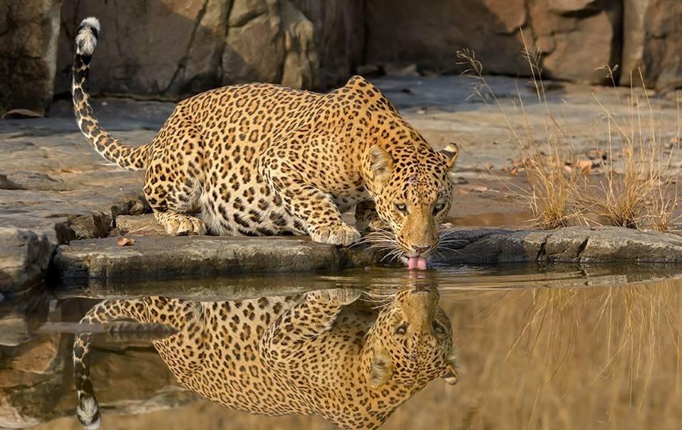 Indian wildlife in tiger reserve habitat