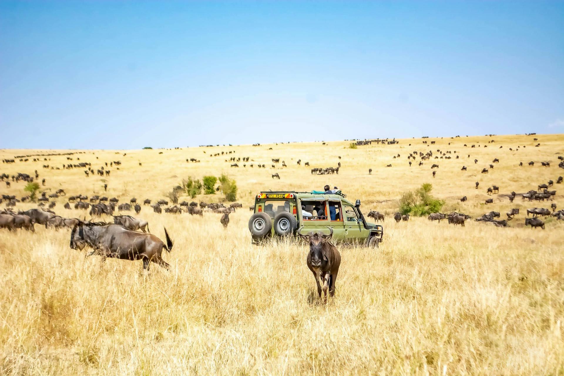 African safari vehicle in open savanna