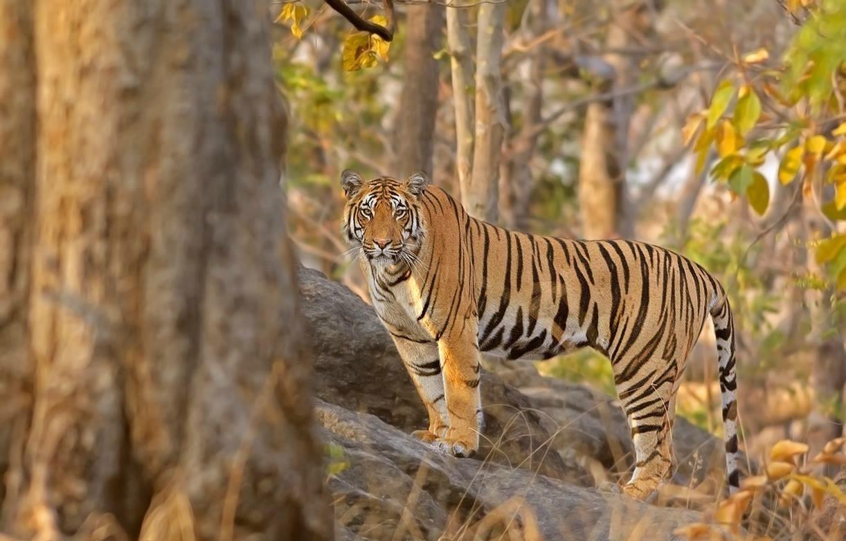 Tiger resting in Indian forest habitat