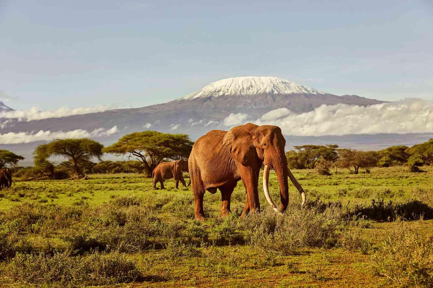 Amboseli National Park