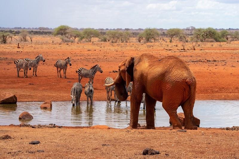 Tsavo National Park