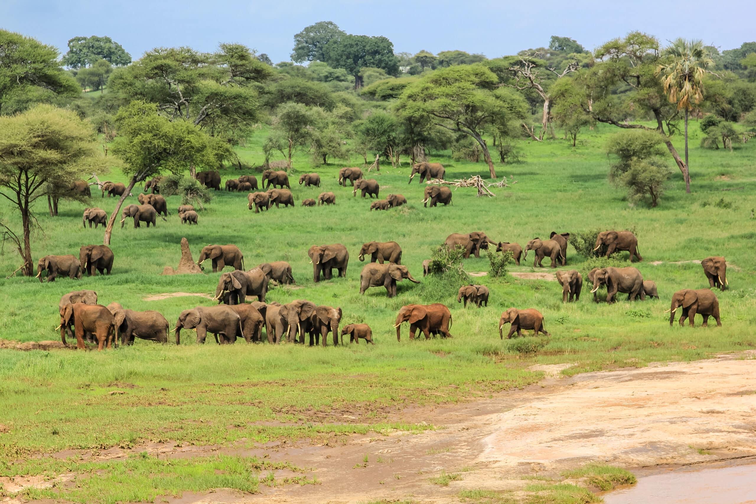 Tarangire National Park